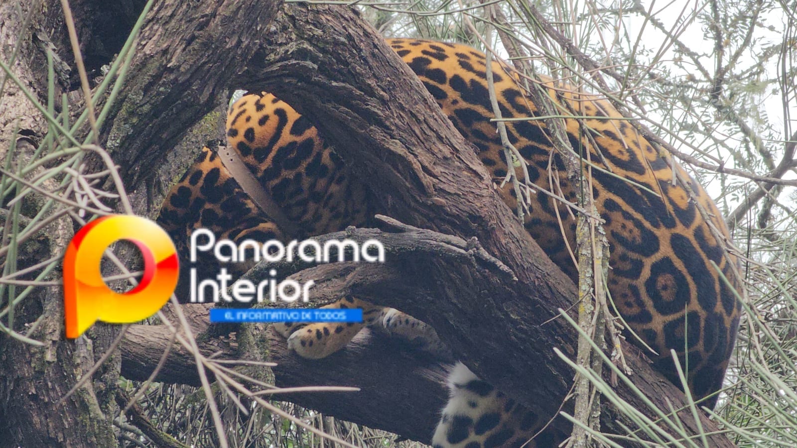 Imagen adicional
