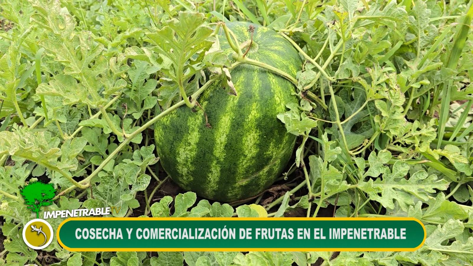 Imagen adicional