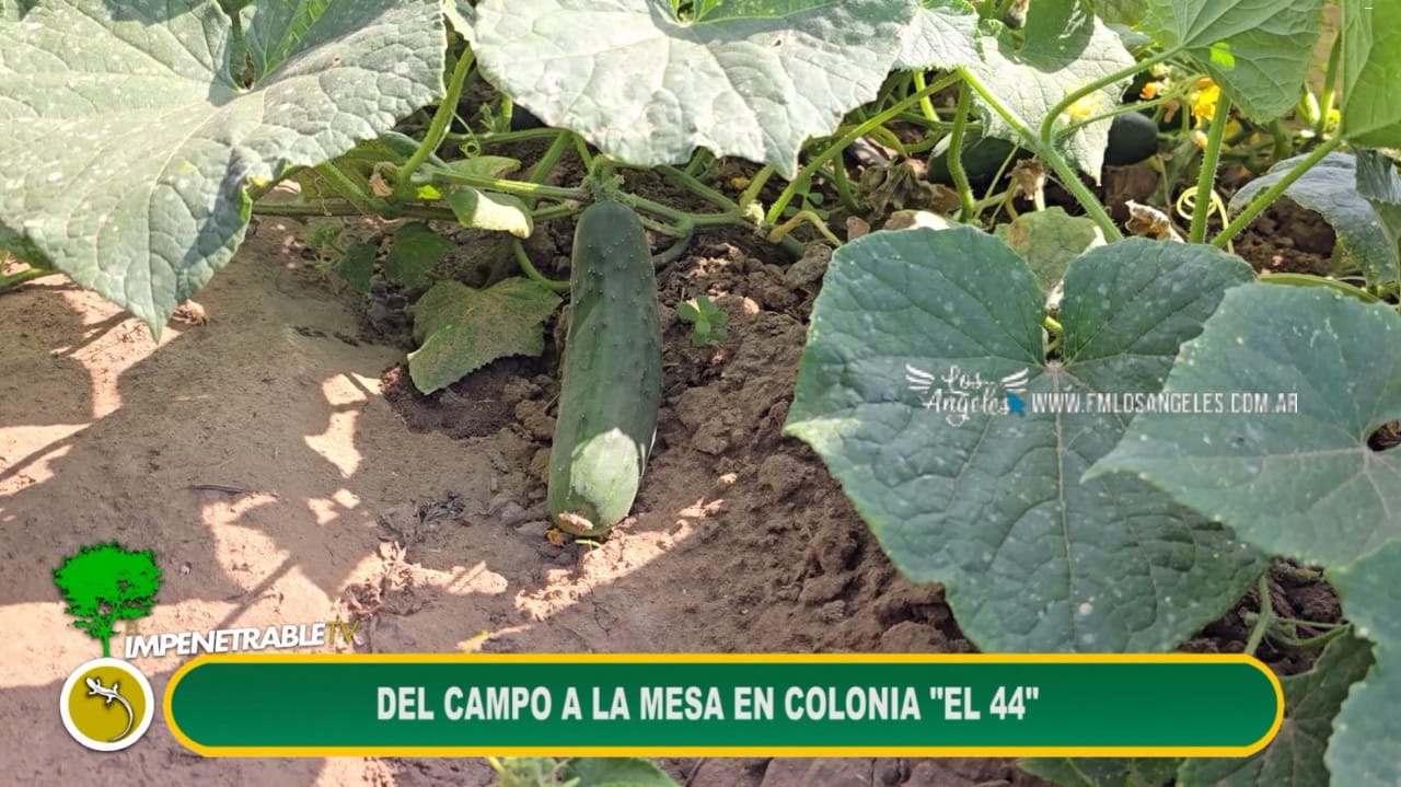 Imagen adicional
