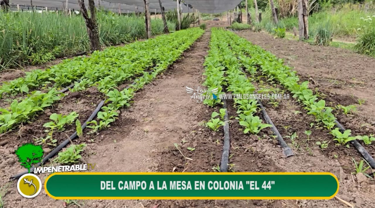Imagen adicional