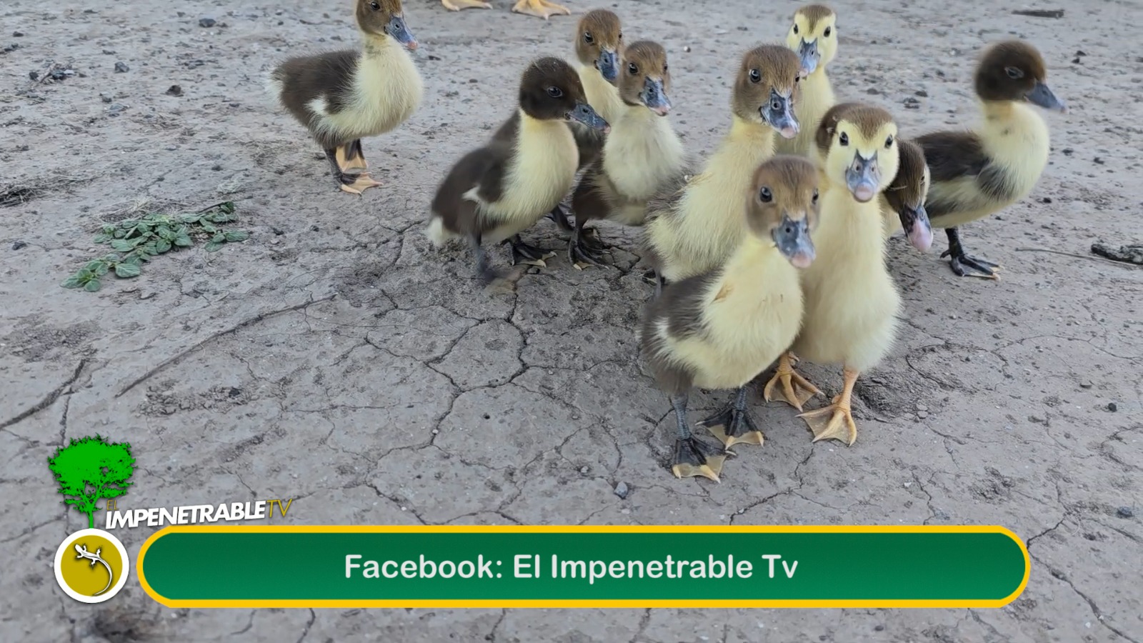 Imagen adicional