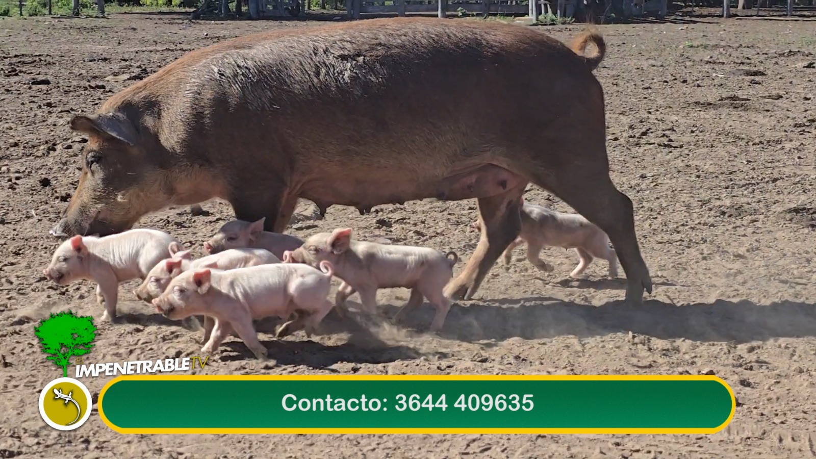 Imagen adicional