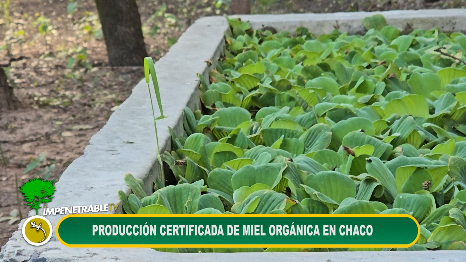 Imagen adicional