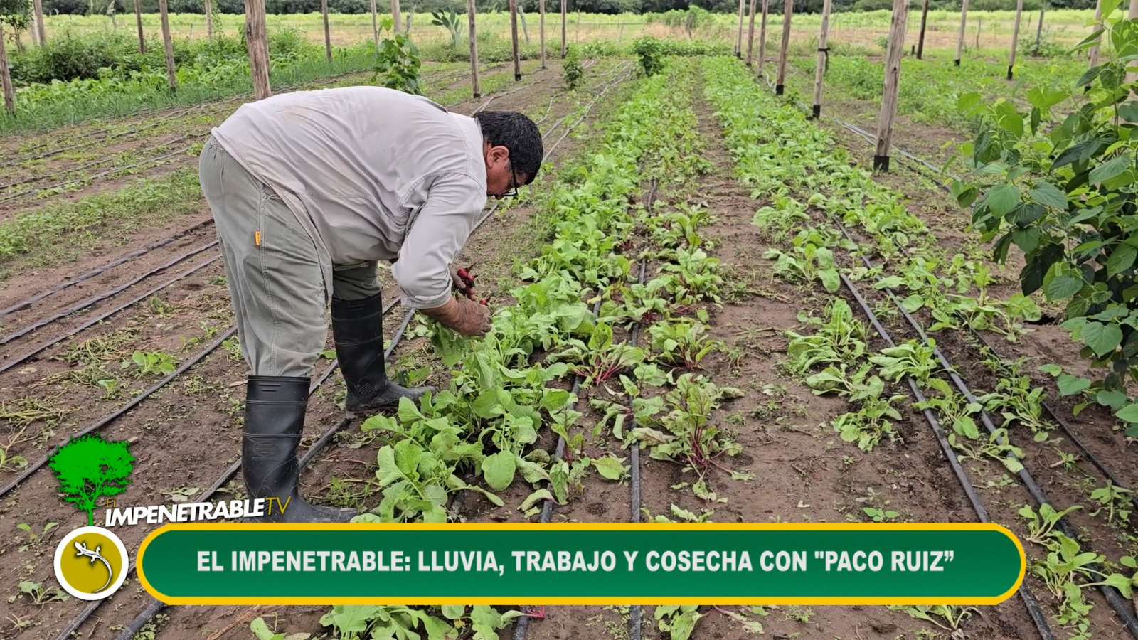 Imagen adicional