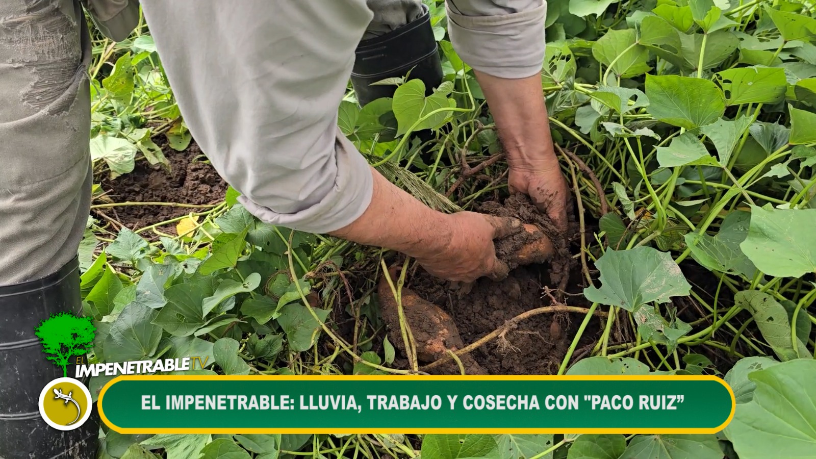 Imagen adicional