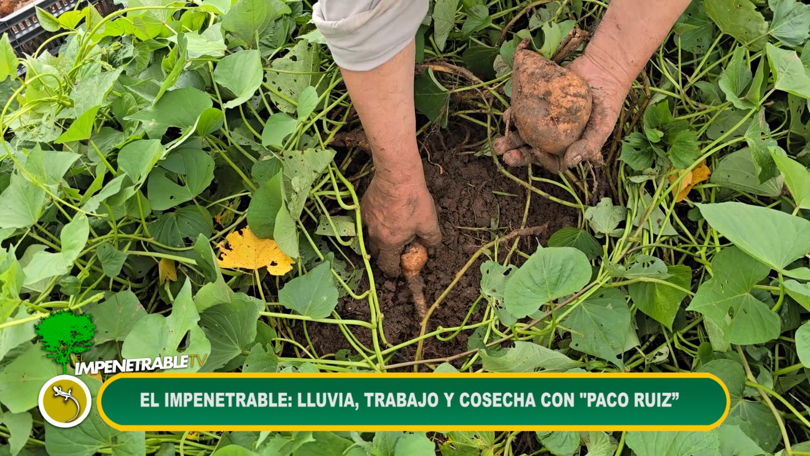 Imagen adicional