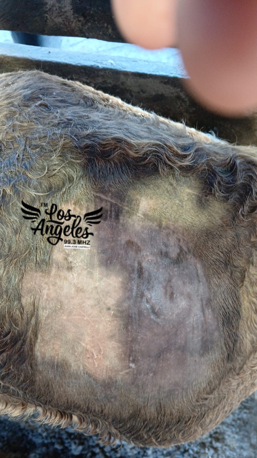 Imagen adicional
